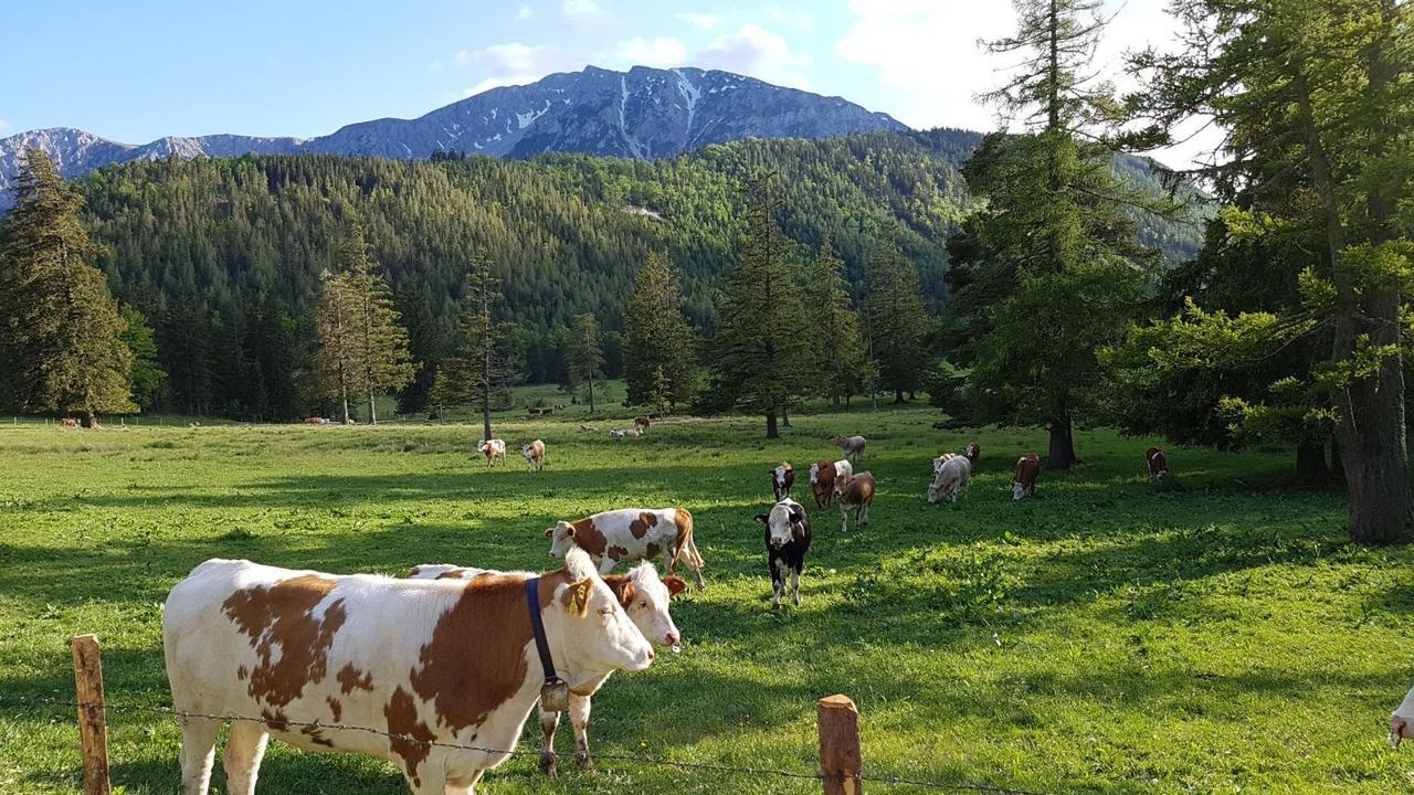 Ferienwohnungen Mamauwiese Gutenstein Luaran gambar
